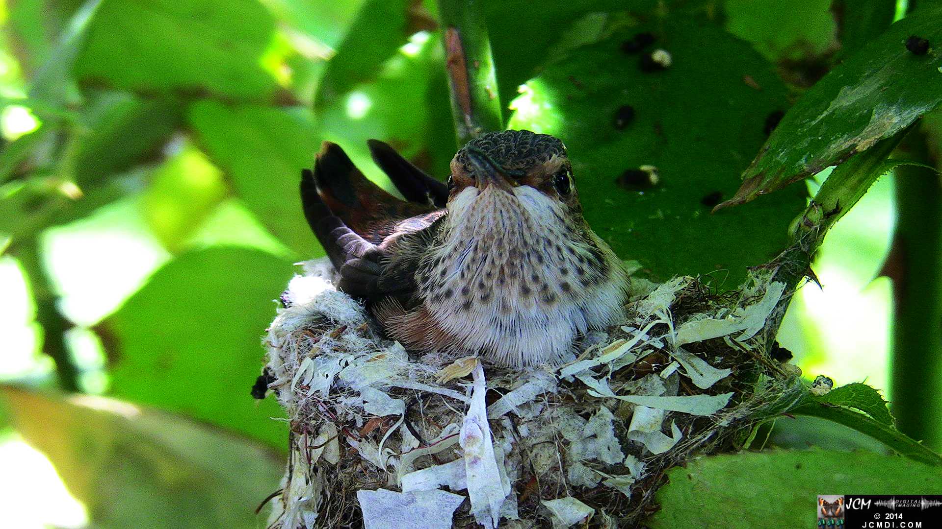 Allen's Hummingbird chick last day in the nest